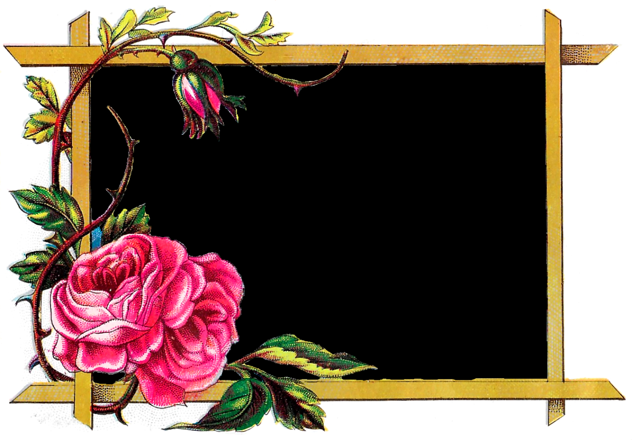 Floral frame PNG